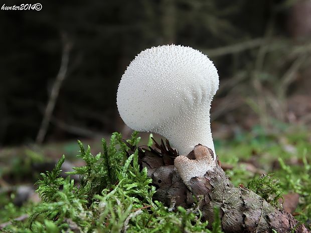 prášnica bradavičnatá Lycoperdon perlatum Pers.