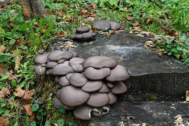 hliva ustricovitá Pleurotus ostreatus (Jacq.) P. Kumm.