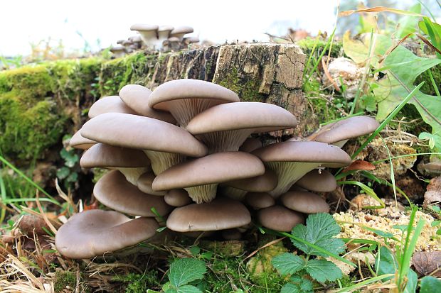 hliva ustricovitá Pleurotus ostreatus (Jacq.) P. Kumm.