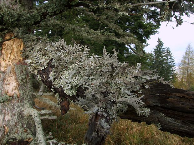 pakonárnik otrubový Pseudevernia furfuracea var. furfuracea (L.) Zopf