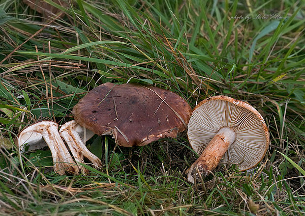 čírovka prstencová Tricholoma batschii Gulden