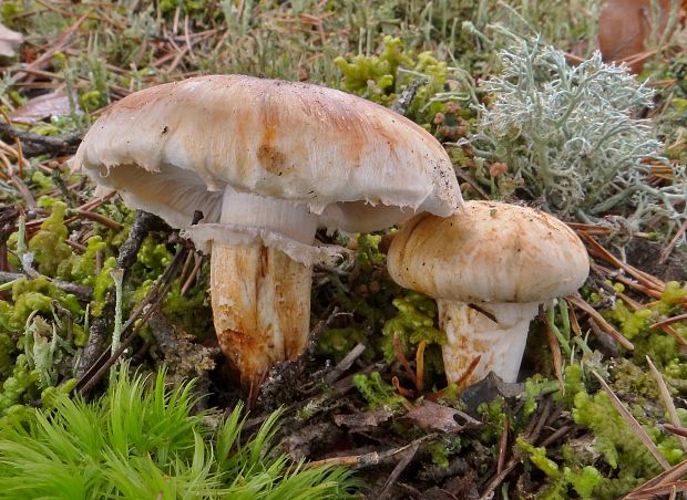 čírovka prsteňová Tricholoma focale (Fr.) Ricken