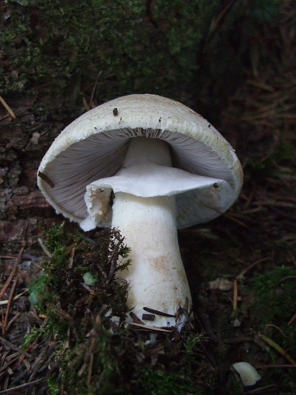 pečiarka Agaricus sp.