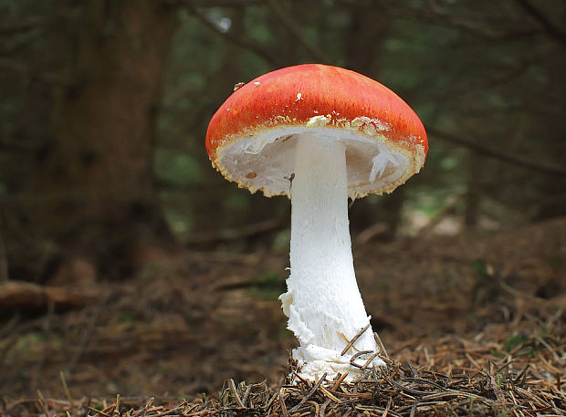 muchotrávka červená Amanita muscaria (L.) Lam.