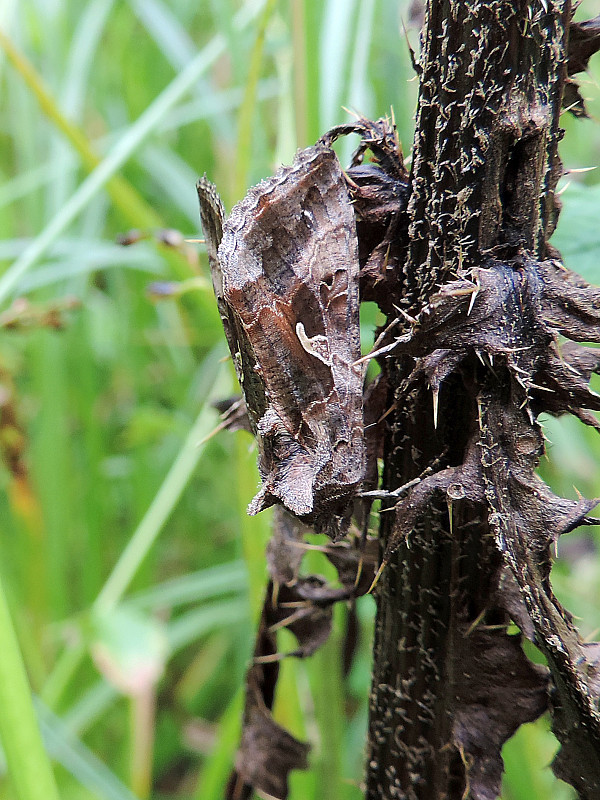 mora gama / kovolesklec gama Autographa gamma Linnaeus, 1758