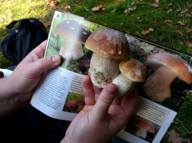 hríb smrekový Boletus edulis Bull.