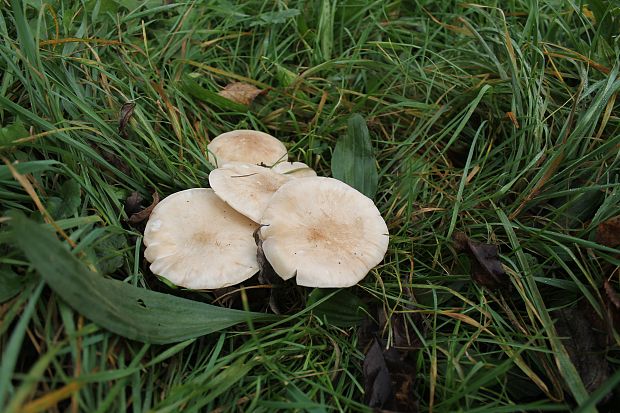 čírovnica májová Calocybe gambosa (Fr.) Donk