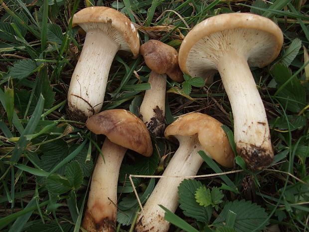 čírovnica májová Calocybe gambosa (Fr.) Donk