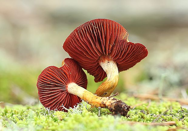 pavučinovec Cortinarius sp.