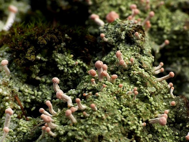 malohubka ružová Dibaeis baeomyces (L. f.) Rambold & Hertel