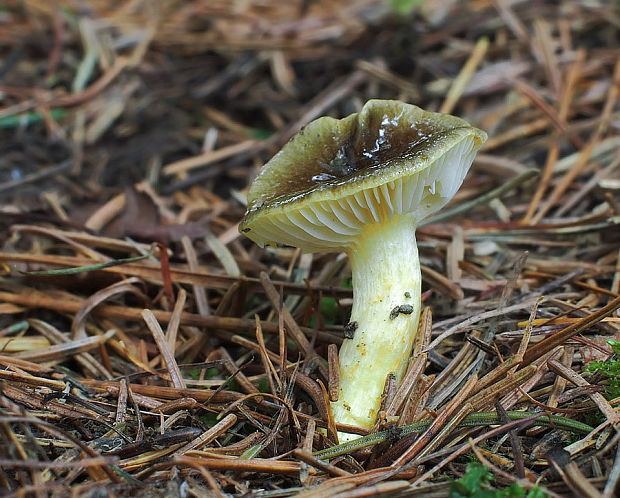 šťavnačka mrazová Hygrophorus hypothejus (Fr.) Fr.