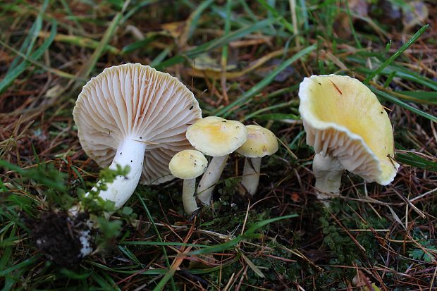 šťavnačka smrekovcová Hygrophorus lucorum Kalchbr.