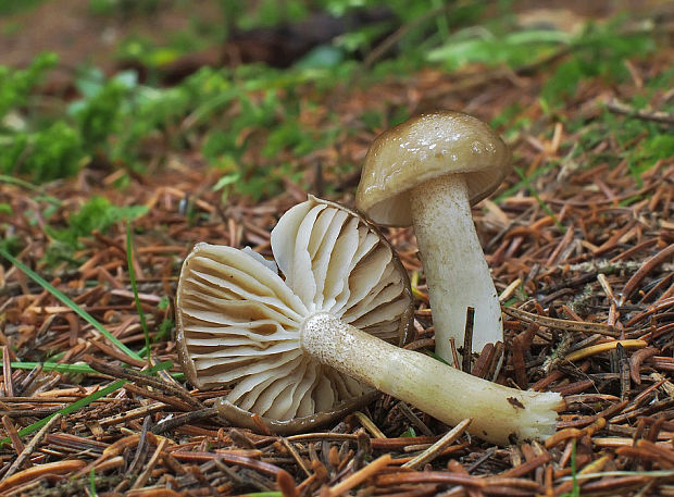 šťavnačka bodkovaná Hygrophorus pustulatus (Pers.) Fr.