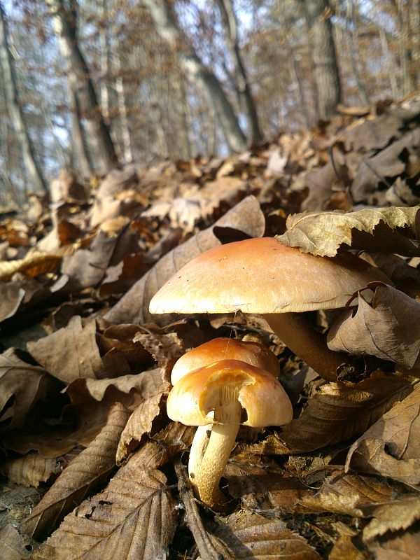 strapcovka Hypholoma sp.