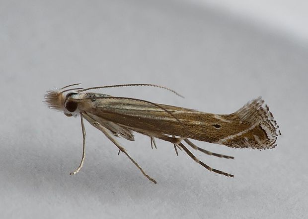 psota prúžkovaná Isophrictis striatella