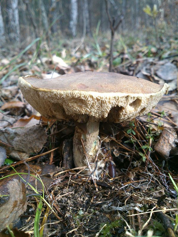 kozák brezový Leccinum scabrum (Bull.) Gray