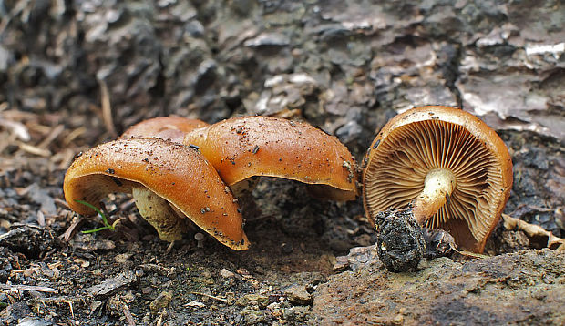 šupinovka spálenisková Pholiota highlandensis (Peck) Quadr. & Lunghini