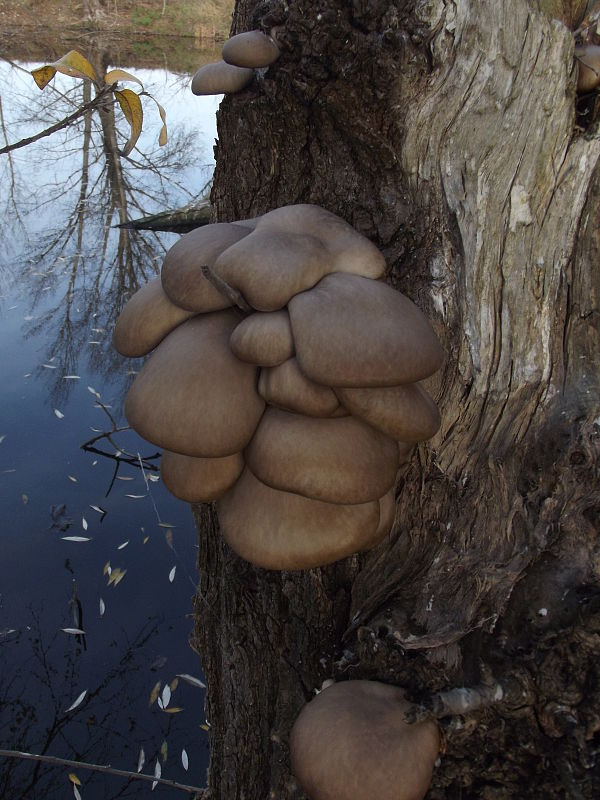 hliva ustricovitá Pleurotus ostreatus (Jacq.) P. Kumm.