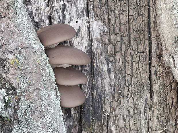 hliva ustricovitá Pleurotus ostreatus (Jacq.) P. Kumm.