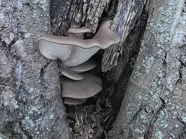 hliva ustricovitá Pleurotus ostreatus (Jacq.) P. Kumm.