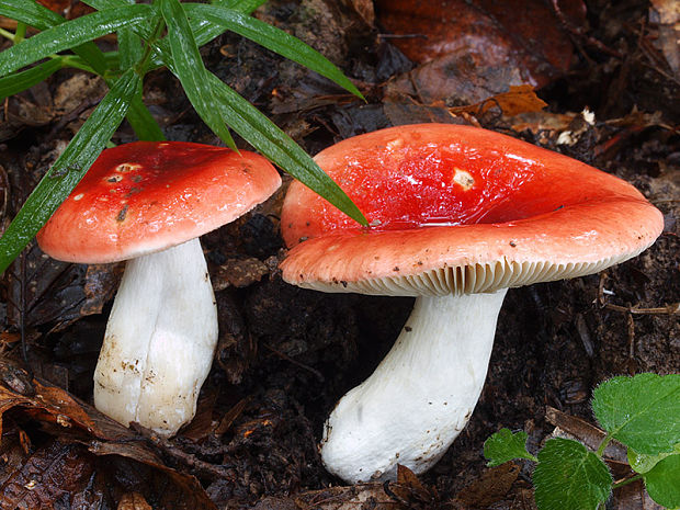 plávka červená Russula rubra (Fr.) Fr.