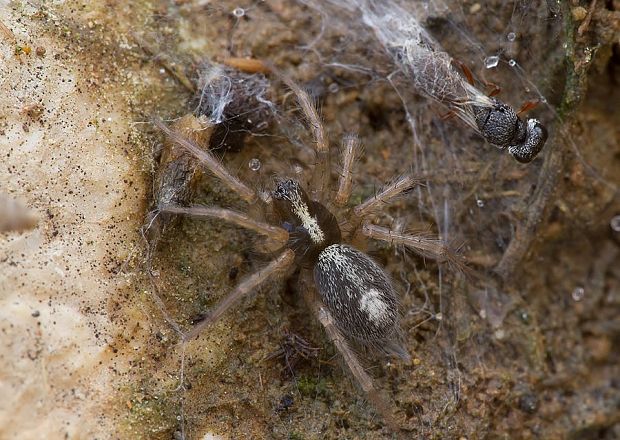 . Textrix cf. caudata