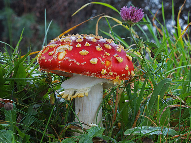 muchotrávka červená Amanita muscaria (L.) Lam.