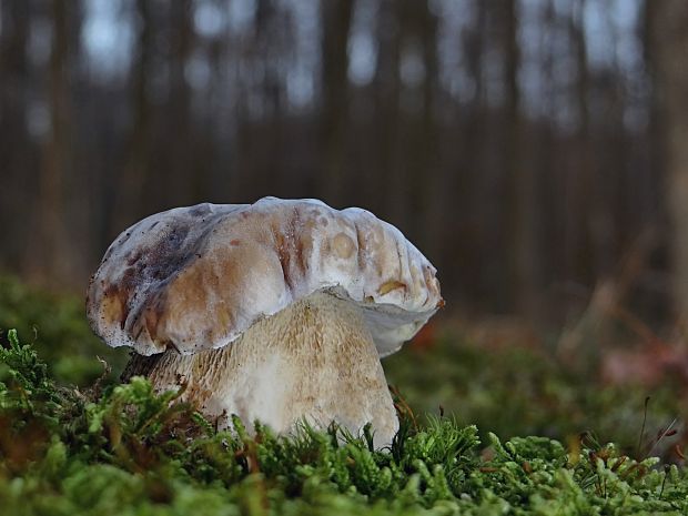 hríb smrekový Boletus edulis Bull.