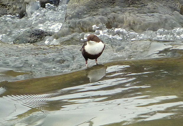 vodnár obyčajný  Cinclus cinclus