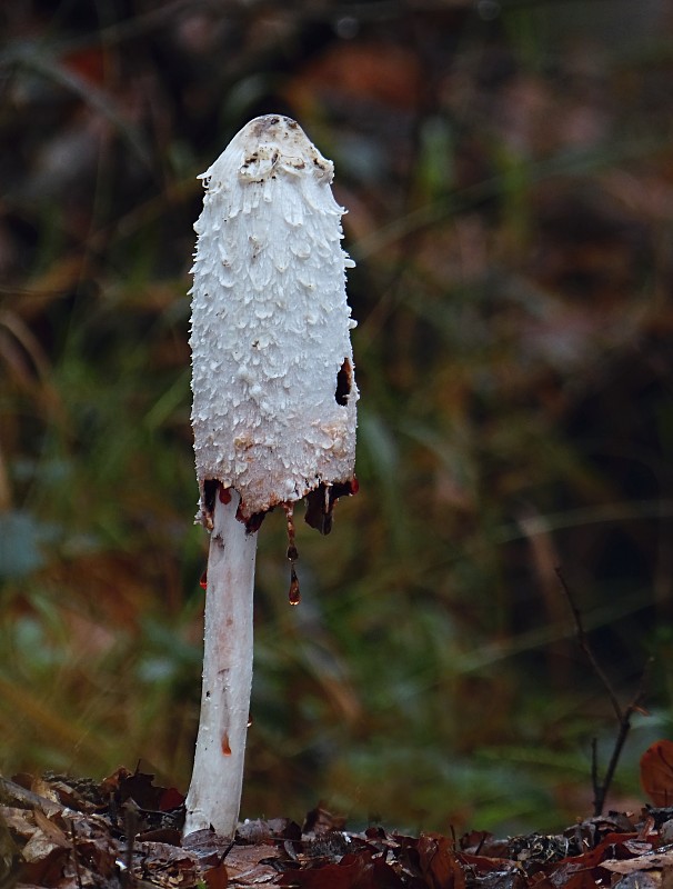 hnojník obyčajný Coprinus comatus (O.F. Müll.) Pers.