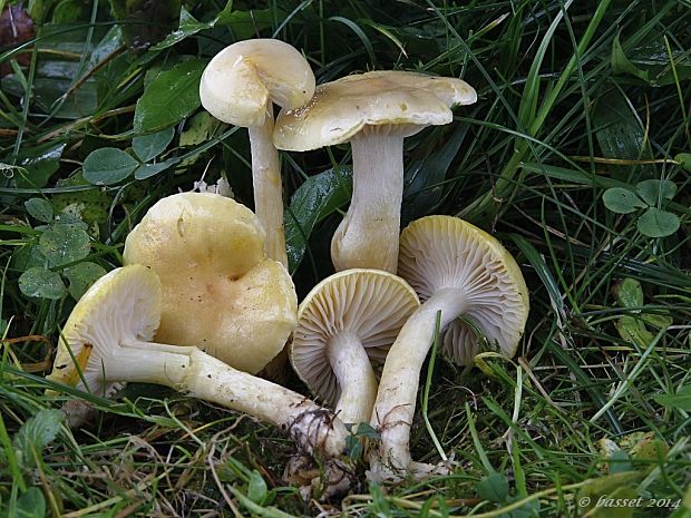 šťavnačka smrekovcová Hygrophorus lucorum Kalchbr.