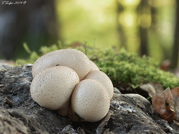 prášnica hruškovitá Lycoperdon pyriforme Schaeff.