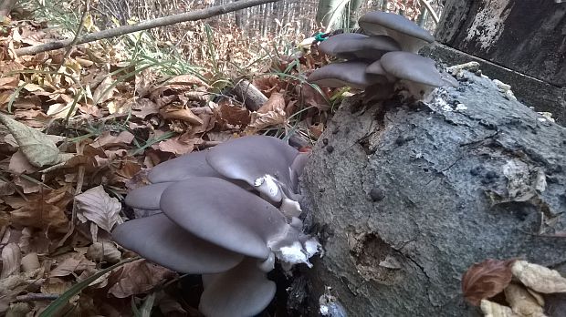 hliva ustricovitá Pleurotus ostreatus (Jacq.) P. Kumm.