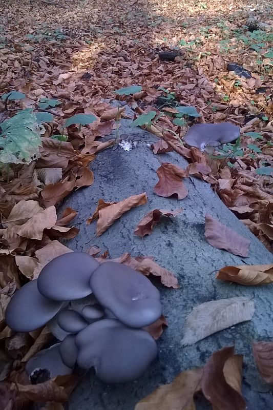 hliva ustricovitá Pleurotus ostreatus (Jacq.) P. Kumm.