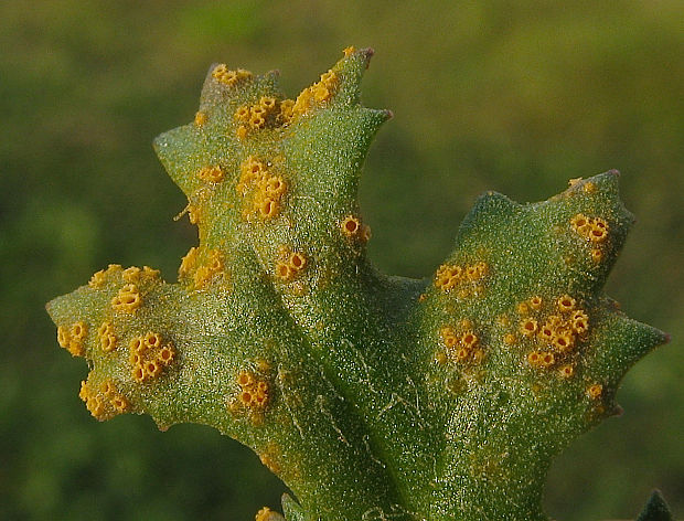 hrdza  Puccinia lagenophorae Cooke