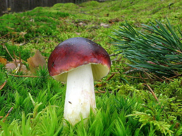 plávka tmavopurpurová Russula atropurpurea (Krombh.) Britzelm.