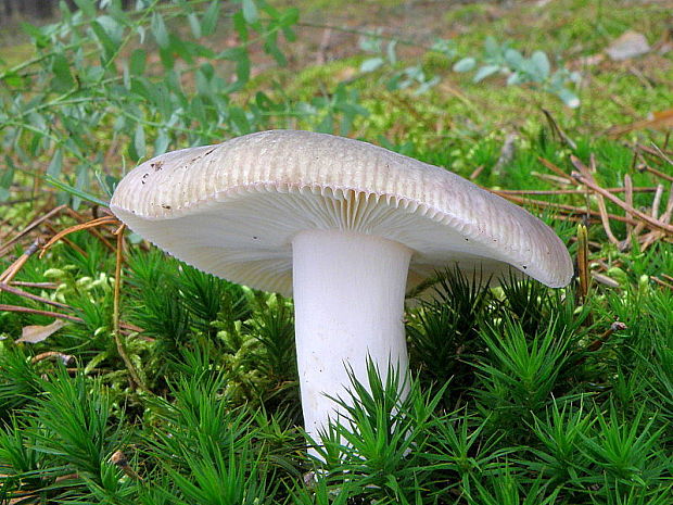 plávka fialovozelená Russula ionochlora Romagn.