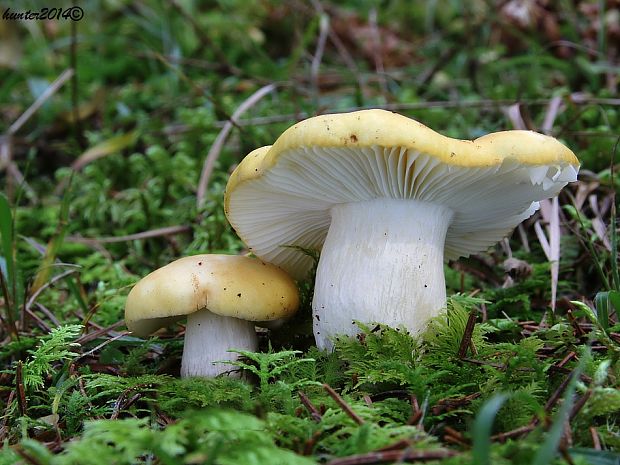 plávka hlinovožltá Russula ochroleuca Fr.