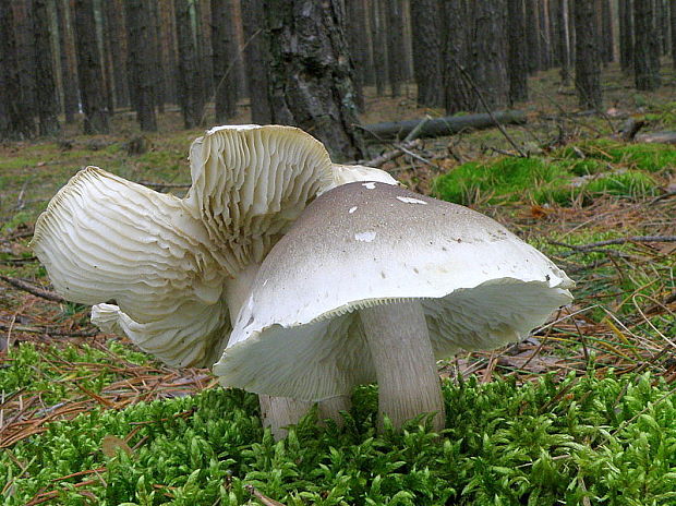 čírovka mydlová Tricholoma saponaceum (Fr.) P. Kumm.