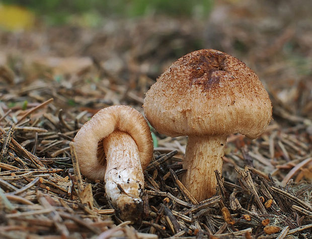 čírovka škridlicovitá Tricholoma vaccinum (Schaeff.) P. Kumm.