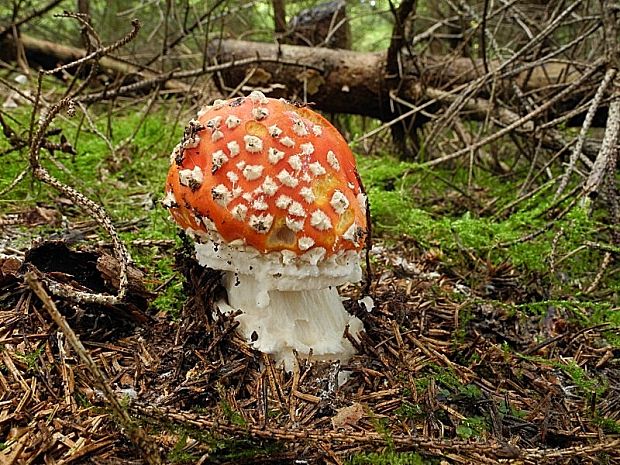 muchotrávka červená Amanita muscaria (L.) Lam.