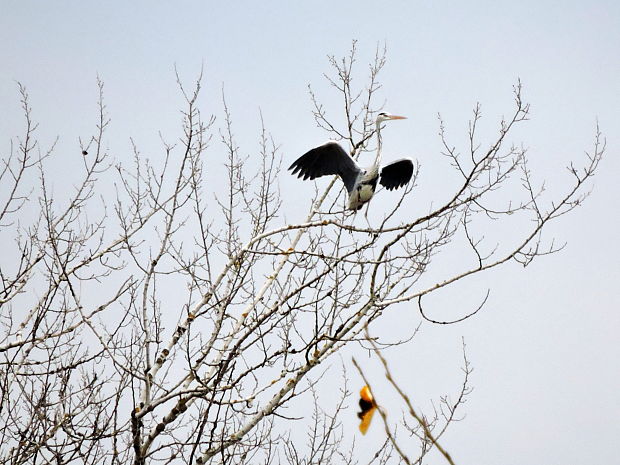 volavka popolavá   Ardea cinerea