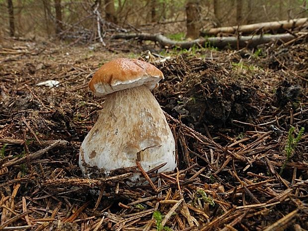 hríb smrekový Boletus edulis Bull.