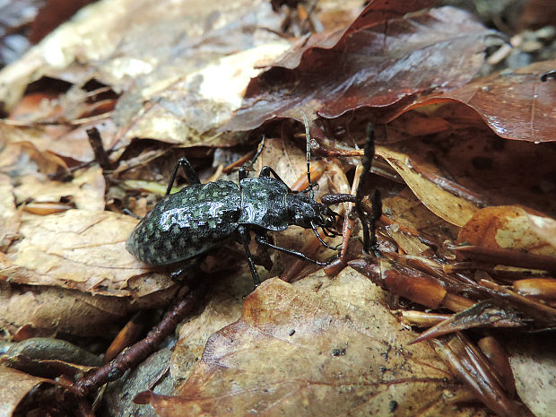 bystruška potočná / střevlík hrbolatý Carabus (Hygrocarabus) variolosus Fabricius, 1787