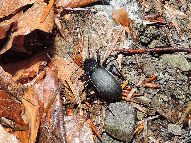 bystruška fialová / střevlík fialový Carabus (Megodontus) violaceus Linnaeus, 1758