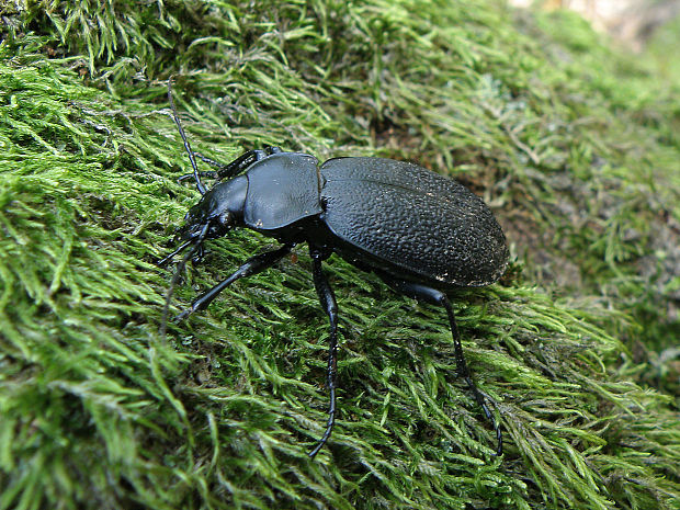 bystruška kožovitá / střevlík kožitý Carabus (Procrustes) coriaceus Linnaeus, 1758