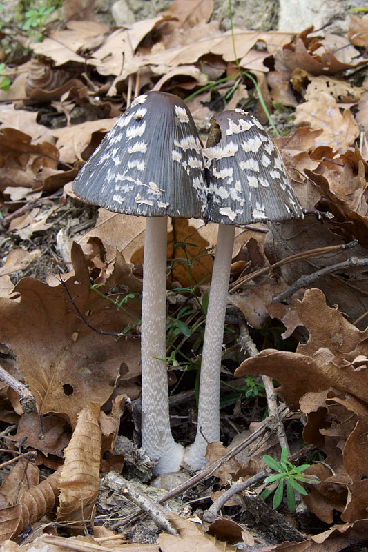 hnojník strakatý Coprinopsis picacea (Bull.) Redhead, Vilgalys & Moncalvo