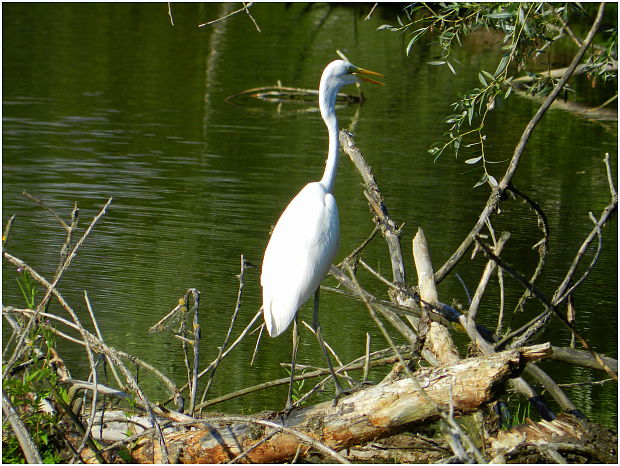 volavka biela  Egretta alba