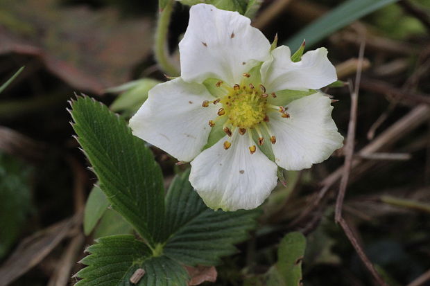 jahoda obyčajná Fragaria vesca L.