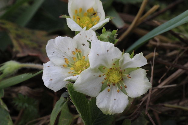 jahoda obyčajná Fragaria vesca L.